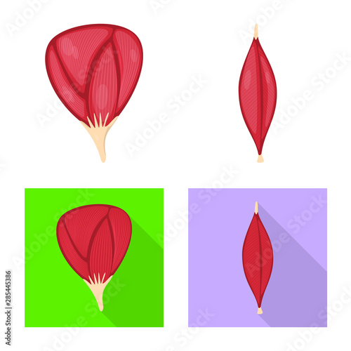 Vector design of fiber and muscular logo. Collection of fiber and body vector icon for stock.