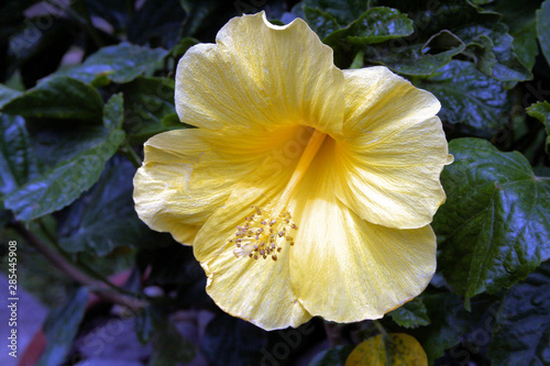yellow flower in the garden