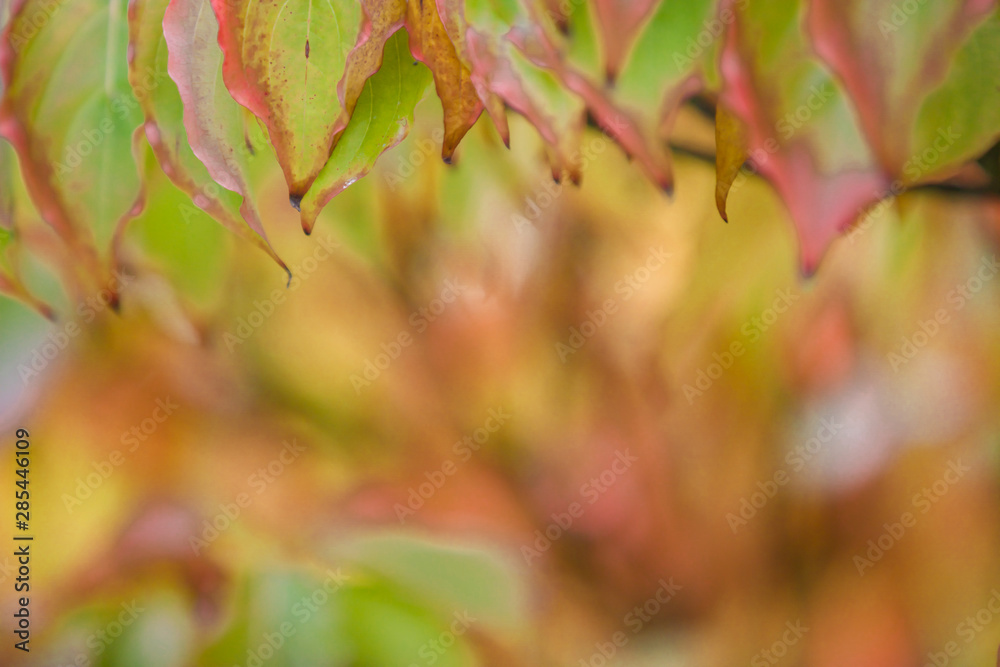 Herbst in Düsseldorf - Deutschland Herbst in Düsseldorf - Deutschland
