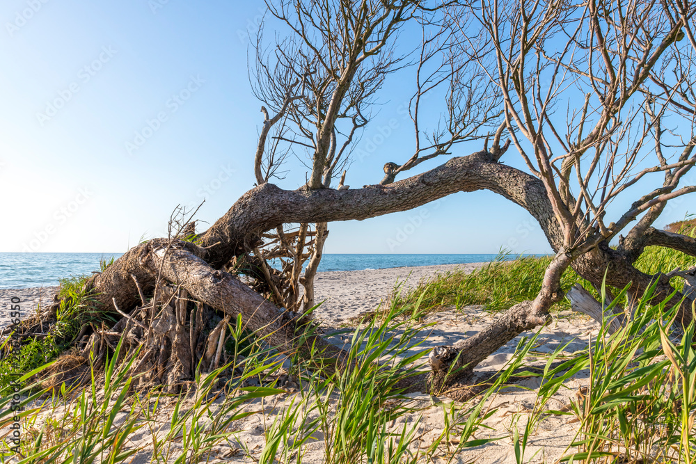 Pine forest on the German Baltic coast with dunes, and sand Pine forest on the German Baltic coast with dunes, and sand