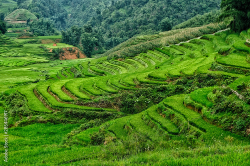 Rice fields on terraced in Sapa, Vietnam. Rice fields prepare the harvest at Northwest Vietnam.