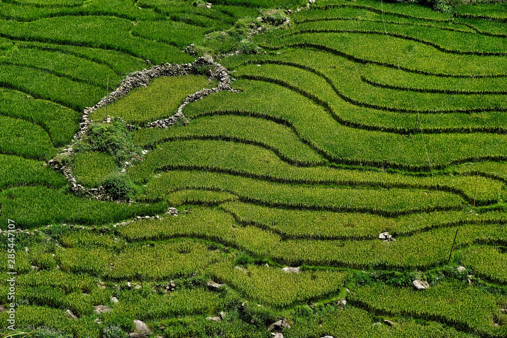 Rice fields on terraced in Sapa, Vietnam. Rice fields prepare the harvest at Northwest Vietnam. Rice fields on terraced in Sapa, Vietnam. Rice fields prepare the harvest at Northwest Vietnam.
