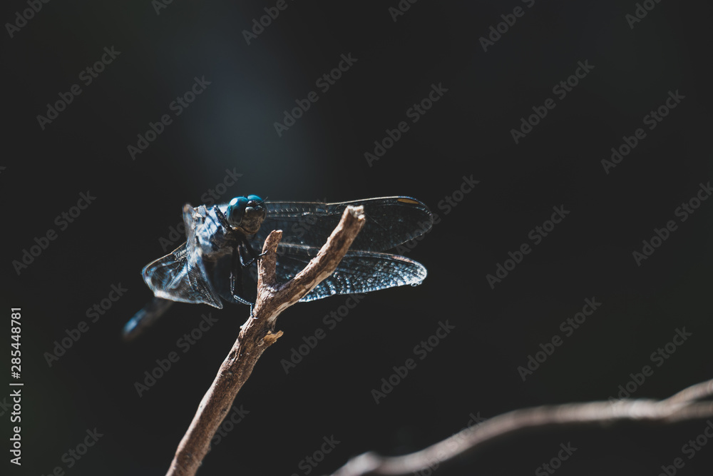 Blue dragonfly on black background