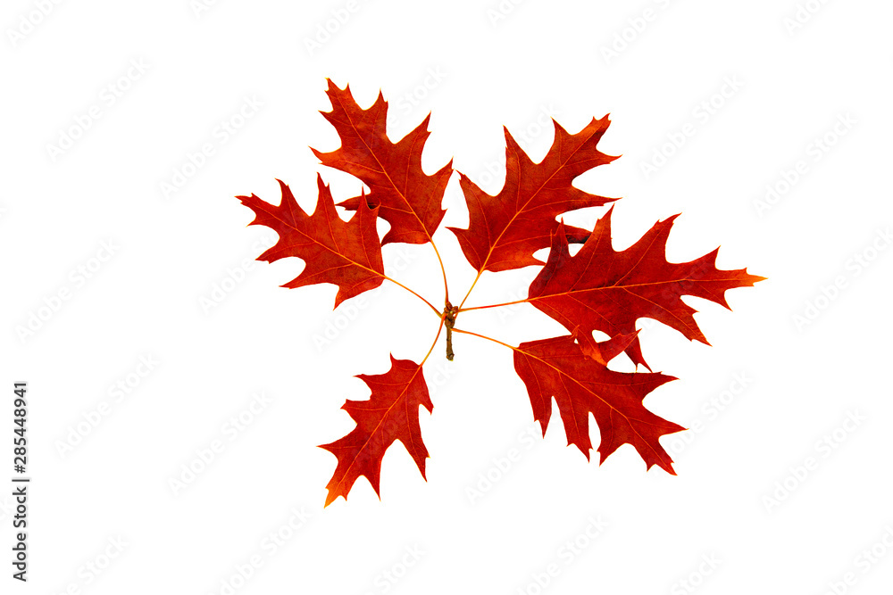 Autumn red Oak leafs with acorns on a green branch Autumn red Oak leafs with acorns on a green branch