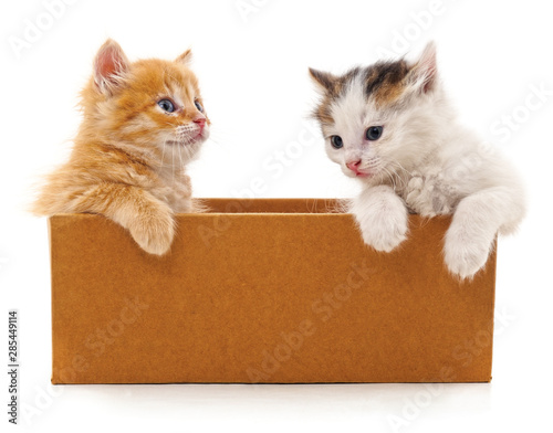 Kittens in a box.