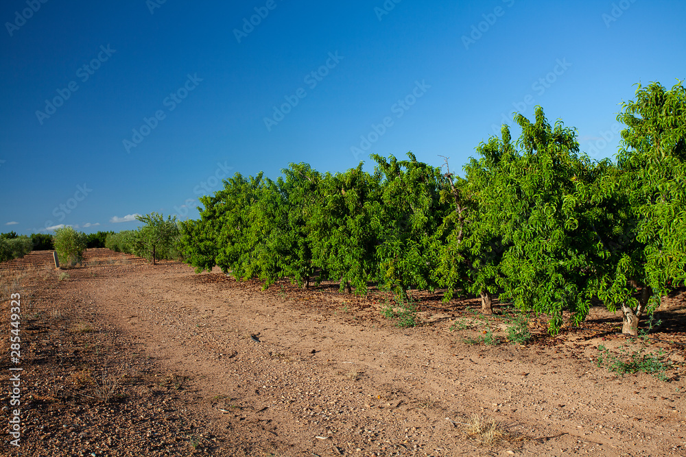 nectarine plantation at the middle of Spain nectarine plantation at the middle of Spain
