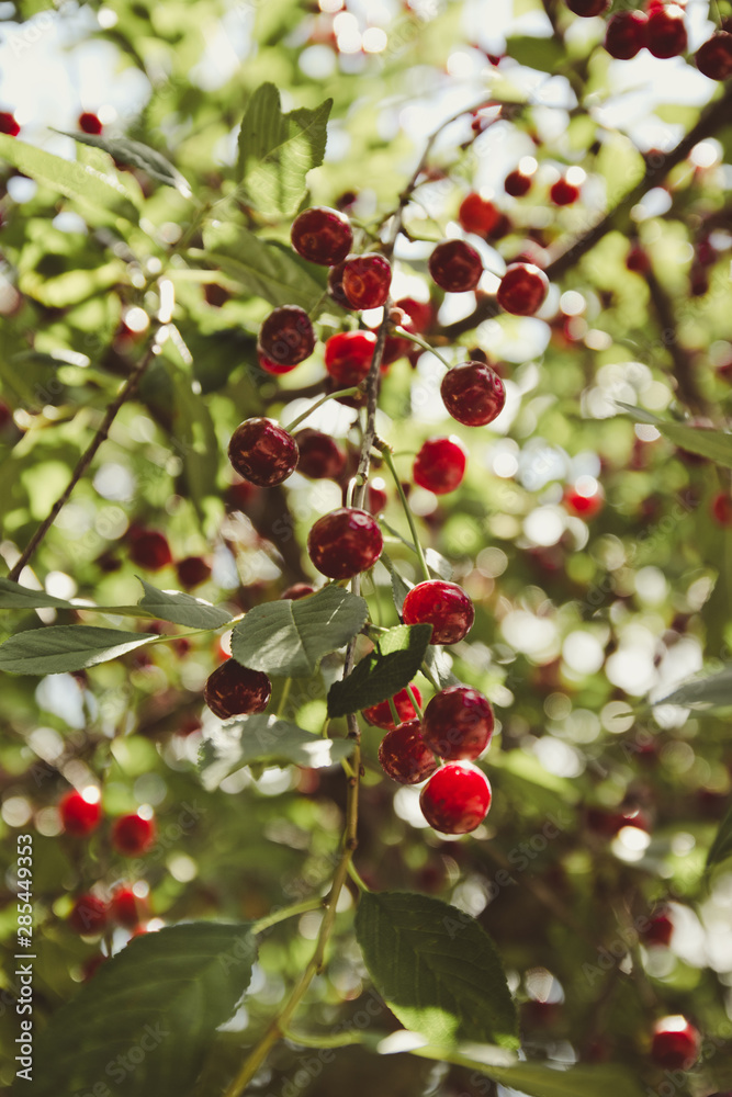 Cherry tree in the garden with ripe fruits on the branch. Summer healthy fruits