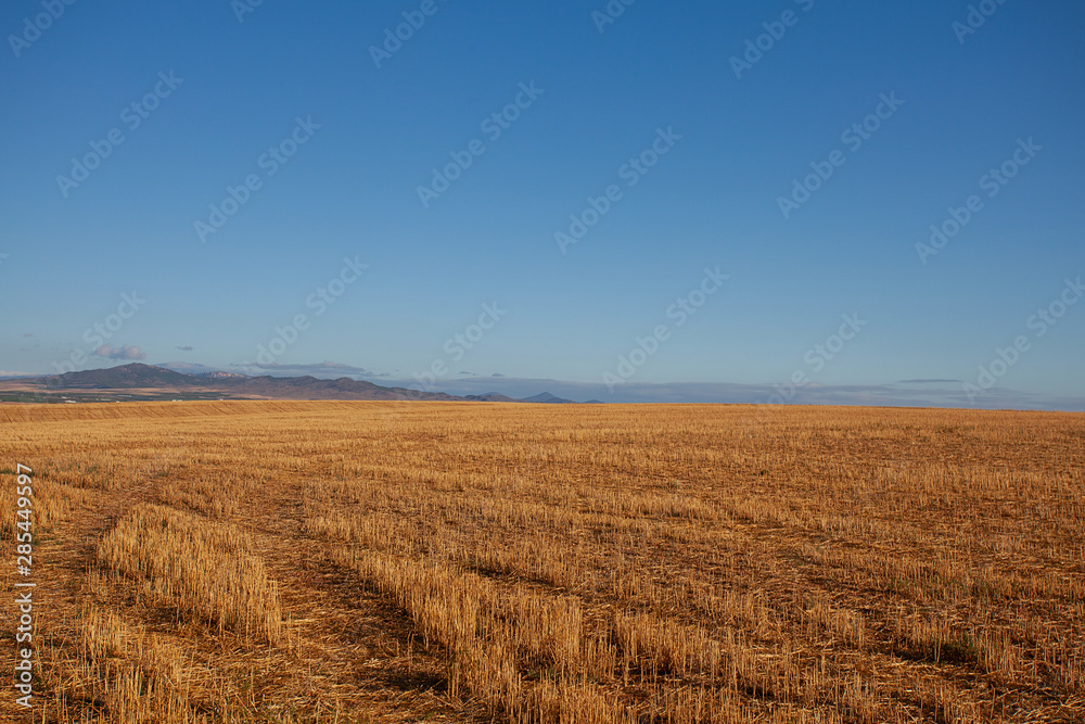 agricultural field with yellowing grass