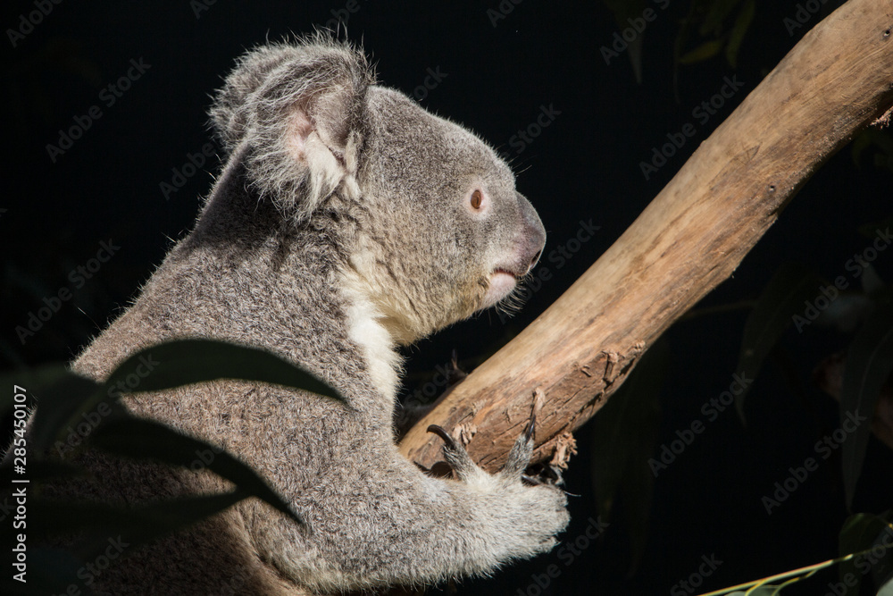 Naklejka premium Koala