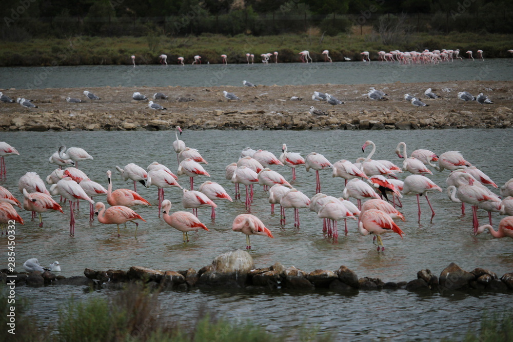 Fototapeta premium banc de flamants roses