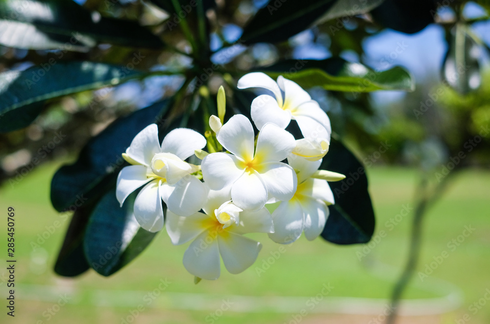 Frangipani flowers, flowering tree Frangipani flowers, flowering tree