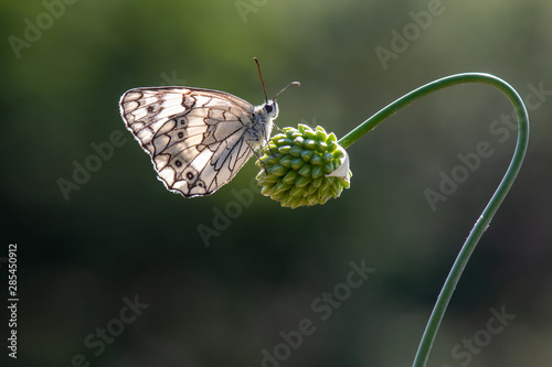 butterfly on flower