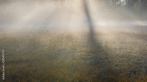 Sonne scheint durch Nebel mit Bäumen auf Feld - Herbst