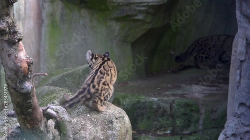 closeup of a mainland clouded leopard sitting on a rock and walking back to its family in a cave, Vulnerable animal specie from the mountains of Asia