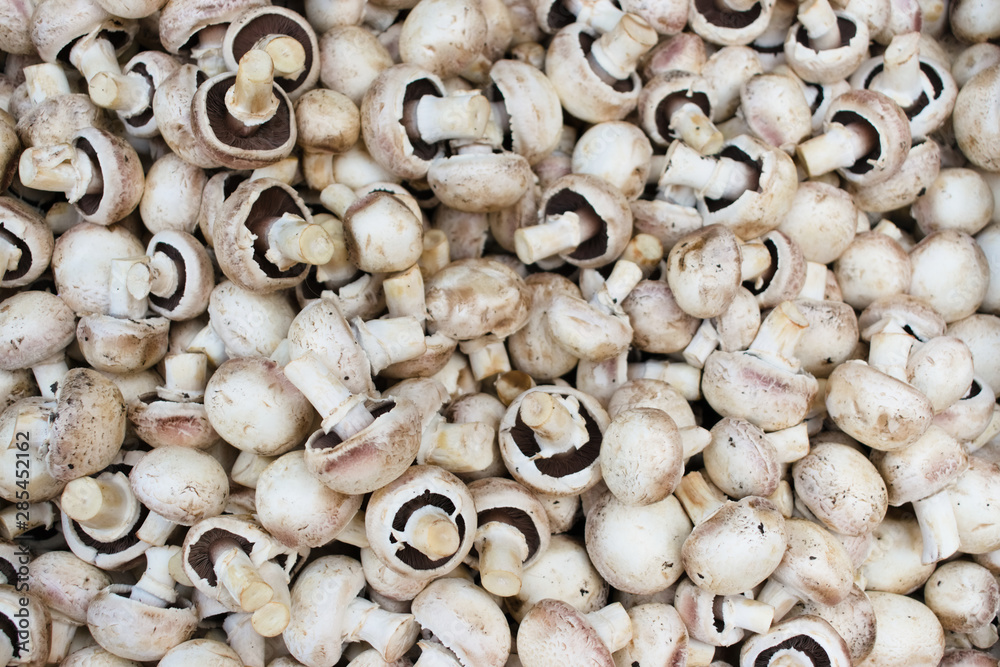 background of mushrooms background of mushrooms