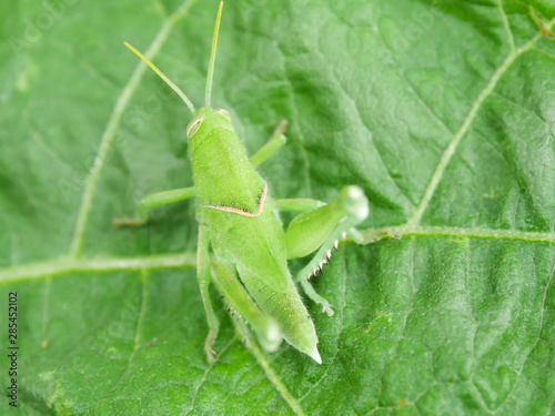 Grasshopper eating the farmer's crops Environmental concept