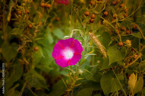 Detailaufnahmen aus unserem Garten