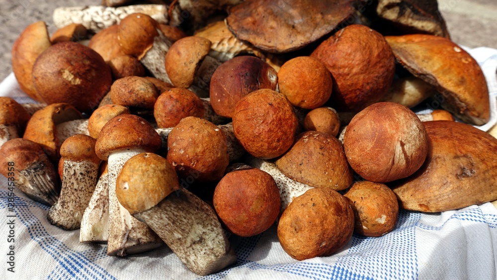 boletus mushrooms in the autumn in the woods boletus mushrooms in the autumn in the woods