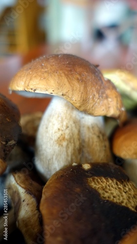 boletus mushrooms in the autumn in the woods