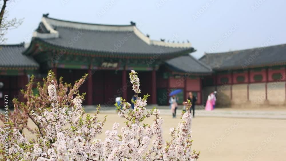 gyeongbokgung palace with cherry blossom tree in spring time in seoul city of korea, south korea. gyeongbokgung palace with cherry blossom tree in spring time in seoul city of korea, south korea.
