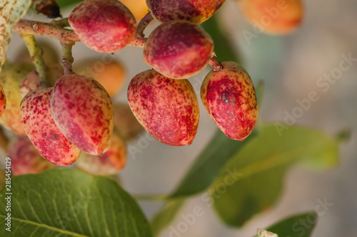 Detail of red ripe pistachio fruits