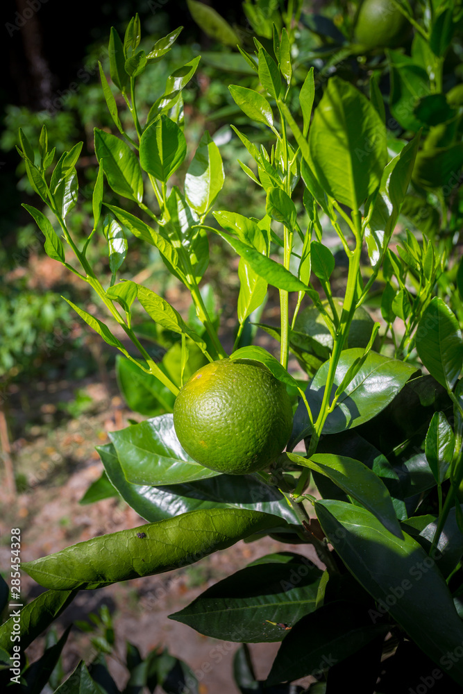 Green Malta(Citrus), Bare-1 Sweet Malta Fruit hanging on tree in Bangladesh.
