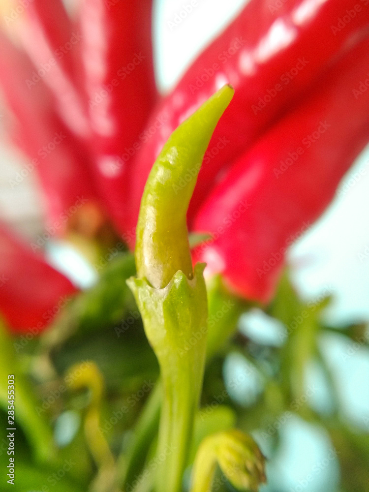 natura in macro fotografia frutto di peperoncino