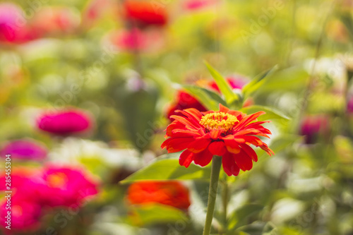 red flowers in the garden - Red Zinnia flower  in the garden with red and pink flowers  close-up view  blurred background