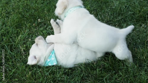 Cute labrador puppies play and fight in the grass, wrestling in the yard outside - close up