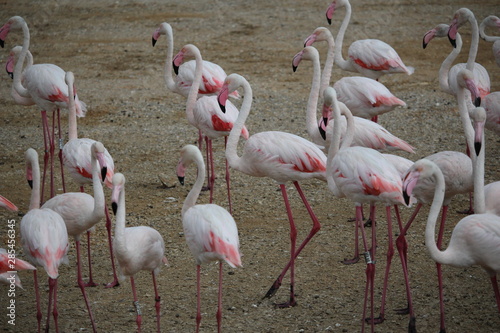 flamant rose