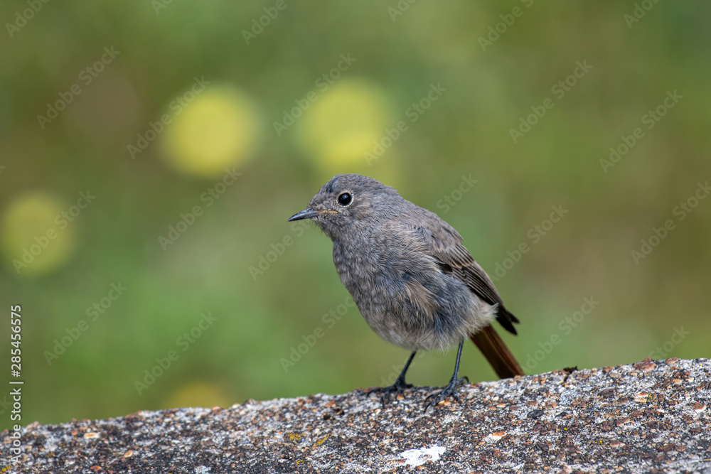 Obraz premium Beautiful nature scene with European black redstart (Phoenicurus ochruros)