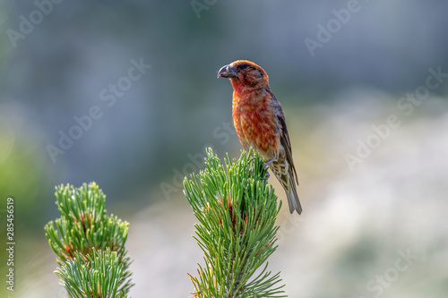 Crossbill in natural habitat - Loxia curvirostra. Wildlife photo photo
