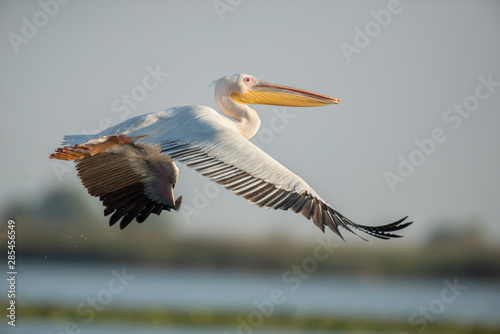 The great white pelican flying. Big white bird enjoying the flight.