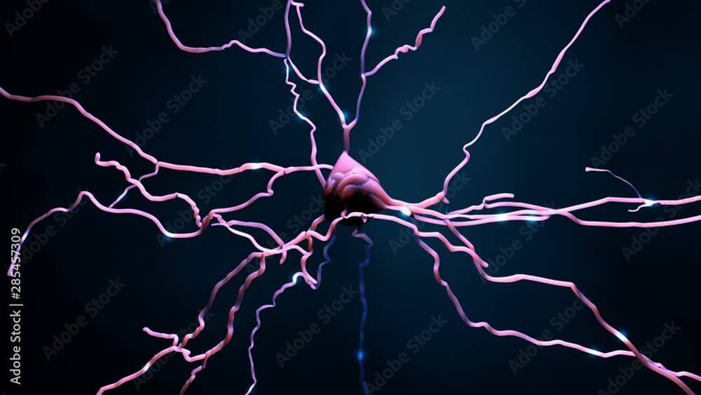 Neuron cell that transmits informations or memories
