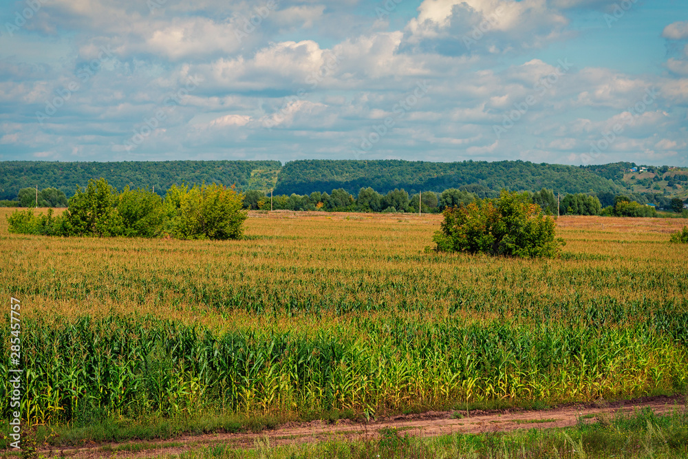 the cornfield,captured on an August day in Chuvash Republic in Russia the cornfield,captured on an August day in Chuvash Republic in Russia