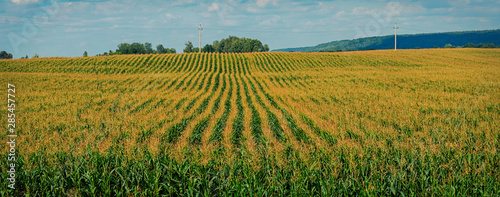 Canvas the cornfield,captured on an August day in Chuvash Republic in Russia