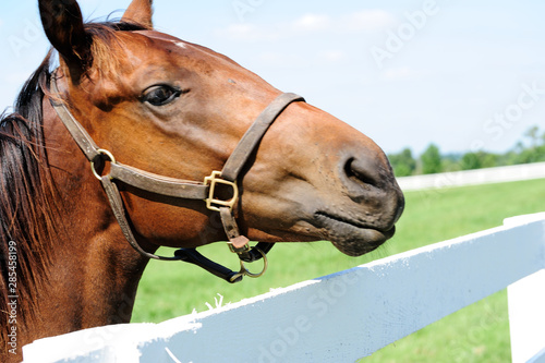 Thoroughbred horses on Kentucky horse farm © Barrys Gallery 