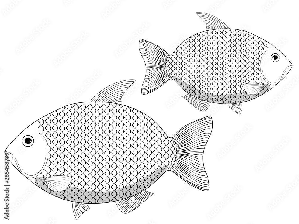 Two fish drawn lines. River fish with lots of scales. Crucians with fins.  Coloring for kids. River fishing. Stock Illustration