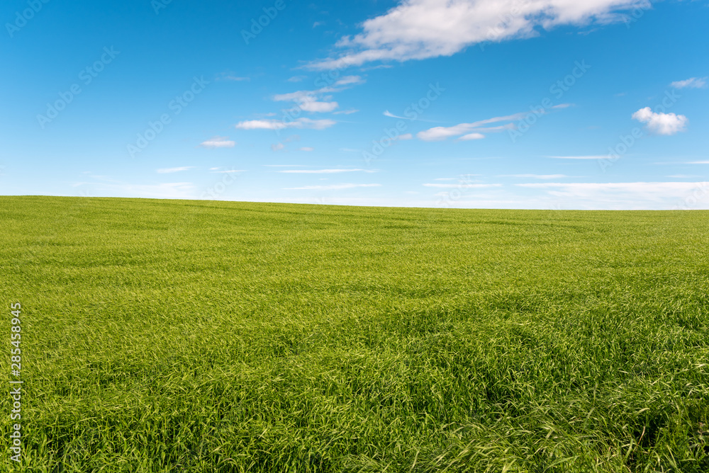 View of a barley field in the countryside of Scotland on a clear early summer day View of a barley field in the countryside of Scotland on a clear early summer day