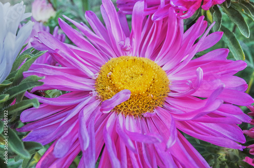 Beautiful pink flower with a yellow middle closeup on a sunny day. Holiday and mood. Present