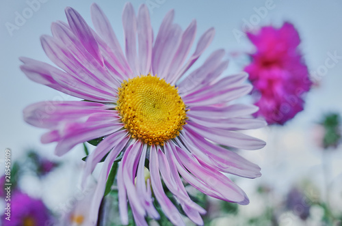 Beautiful flower close-up on a sunny day. Holiday and mood. Present