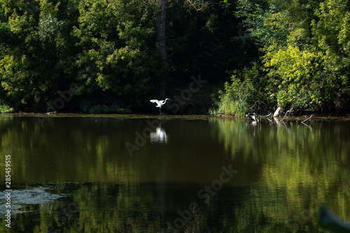 Abandoned pond, trees along the banks, white bird (heron) on the shore, reflection of trees, shrubs in the water, white bird flying over the water (heron)