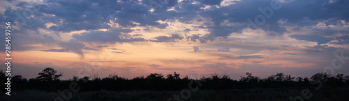 Panorama, silhouettes of trees against a cloudy sky at sunset