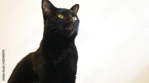 Black domestic furry cat yawning in front of the camera. photo