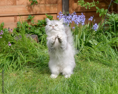 Cute British Longhair kitten, black-silver-spotted-tabby, standing on its hind legs and begging outside in a green grass meadow in a garden photo