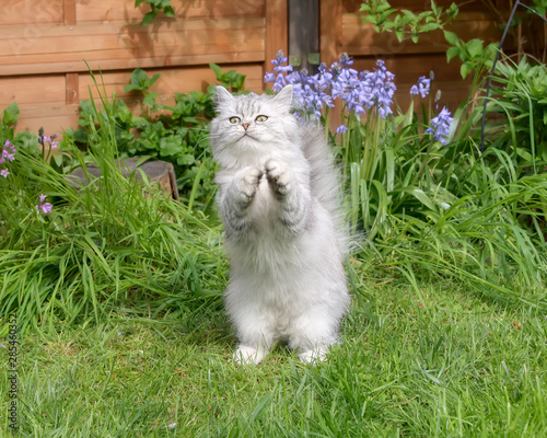 Fotografie Cute British Longhair kitten, black-silver-spotted-tabby, standing on its hind l