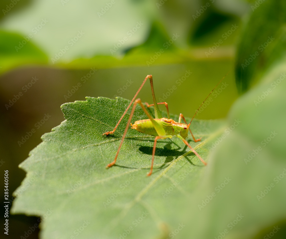 Fototapeta premium Speckled Bush-cricket - Leptophyes punctatissima. Orange and green. Profile.