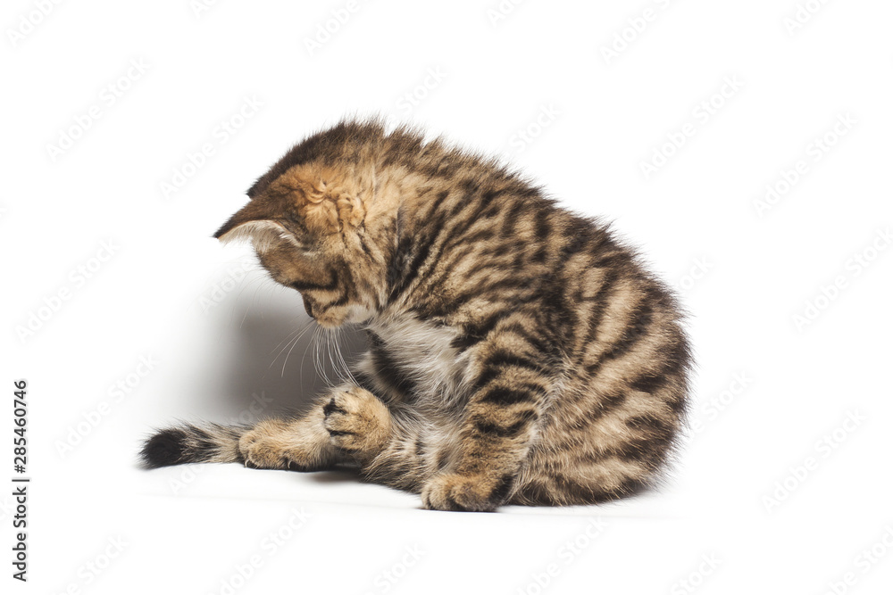 tabby cat looking down. isolated on white background tabby cat looking down. isolated on white background