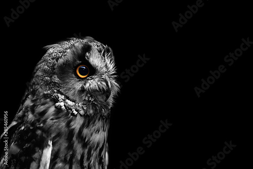 owl eyes in the dark