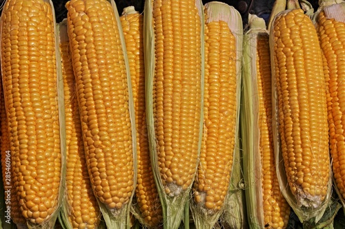 Farm corn on the cob. Fresh crop. Close-up photo.